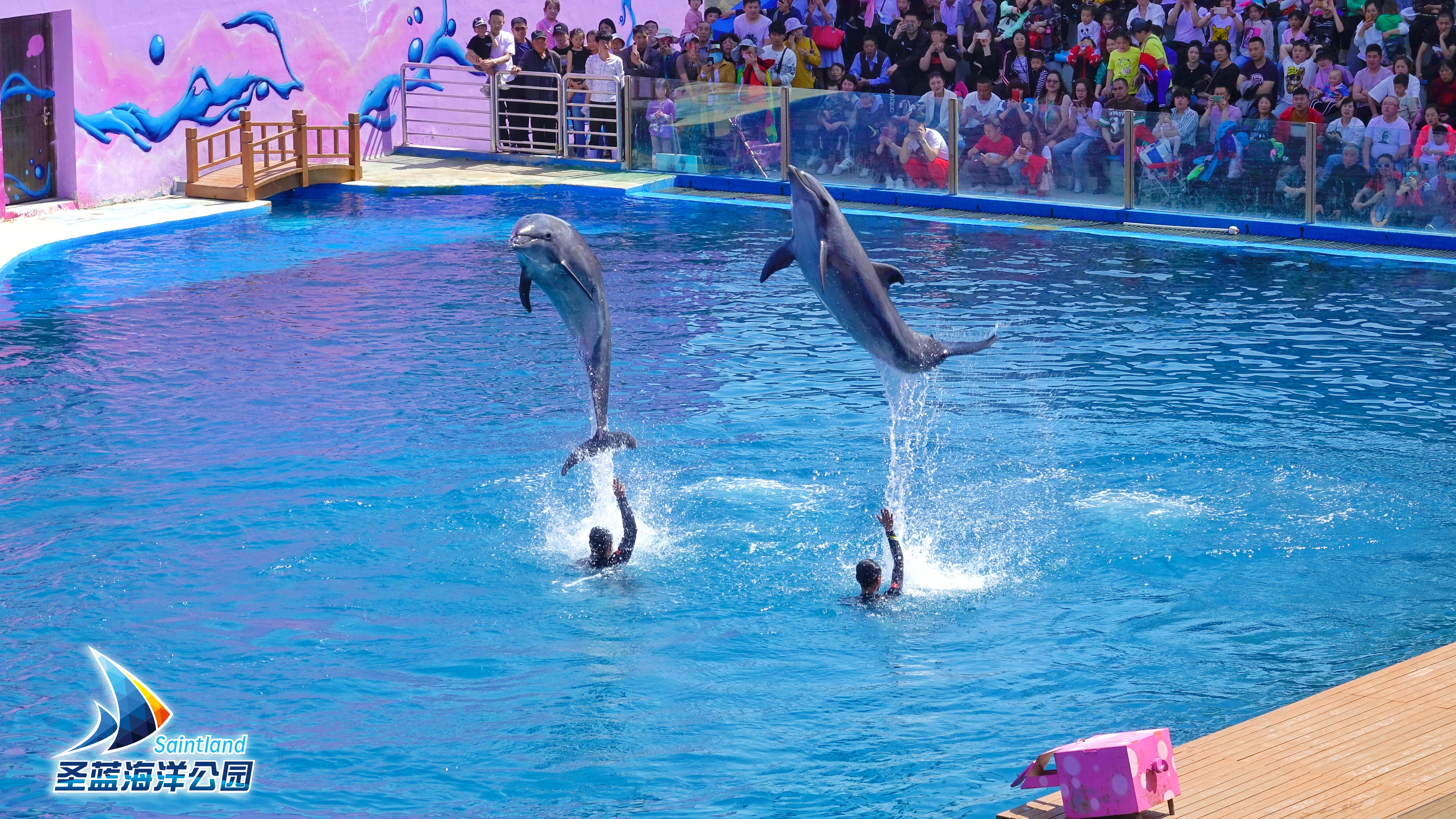 海豚海獅表演